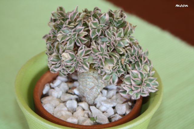 aeonium